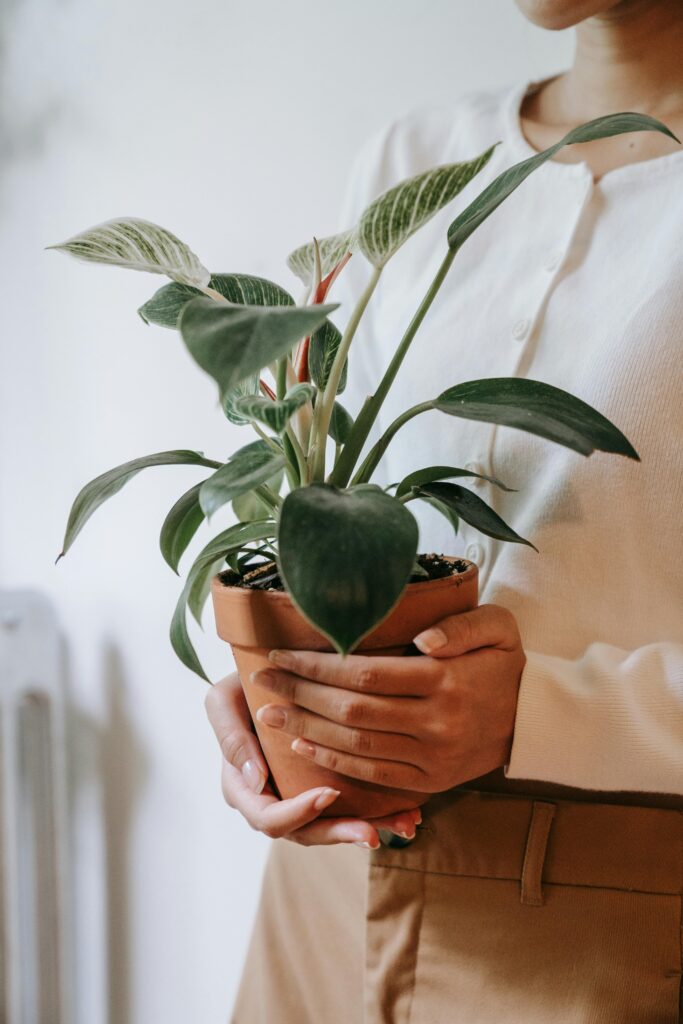 pexels-photo-9414328-9414328 A person gently holding a small potted green plant indoors, showcasing care and nature connection.