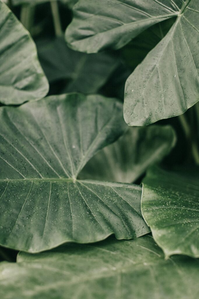 Close-up of lush green leaves covered with dewdrops, showcasing natural freshness and detail.